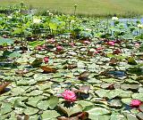 Lotus Mt Penang 